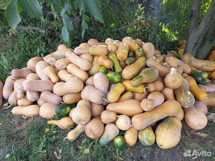 Тыква кормовая