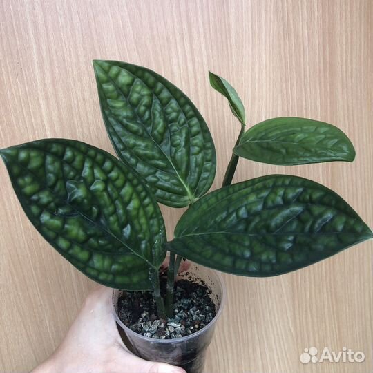 Монстера карстенианум