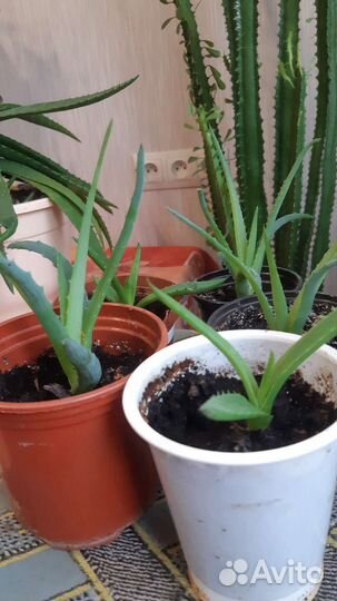 Цветок алоэ вера