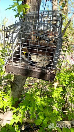 Продаю птицы щеглы