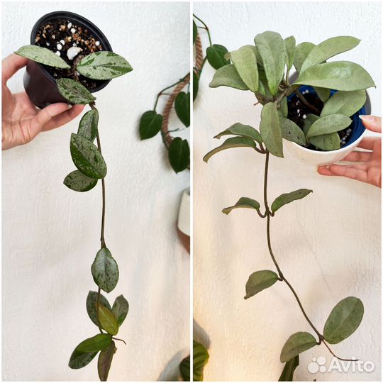 Срезы комнатных растений