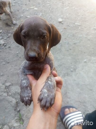 Щенки курцхара