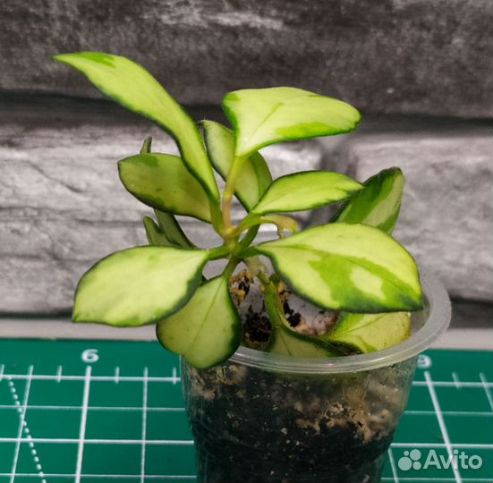 Мелколистные хойи 2