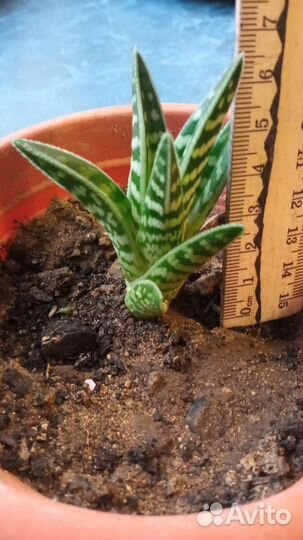 Алоэ тигровое