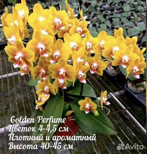 Орхидеи Фаленопсисы мультифлоры