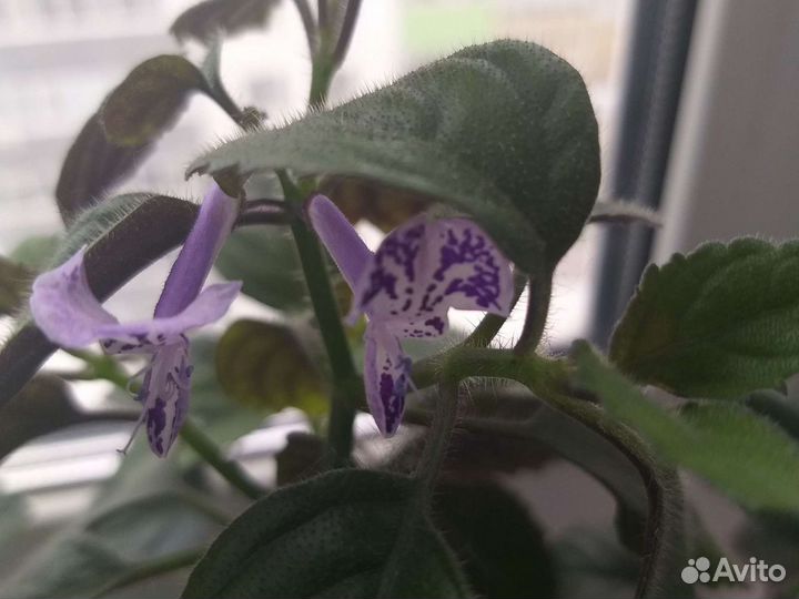 Плектраниус Моно