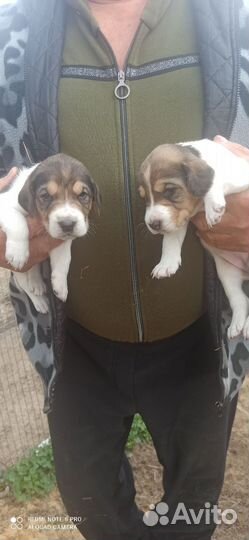 Русская пегая гончая