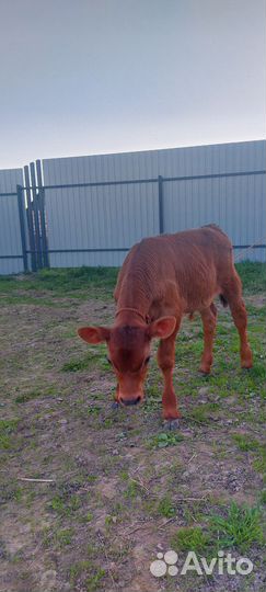 Бычек джерси