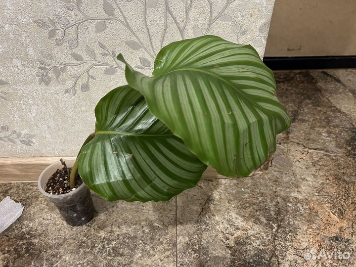 Калатея орбифолия