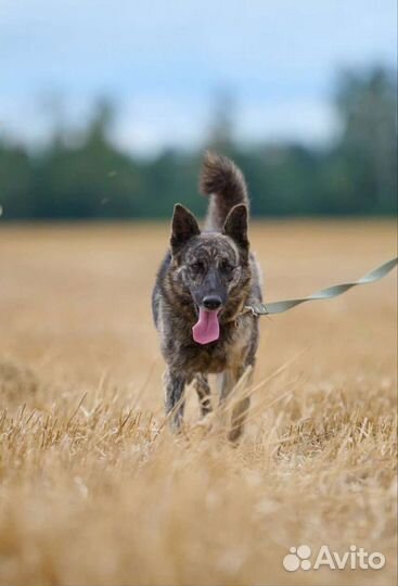 Миниатюрная собачка в надежные руки