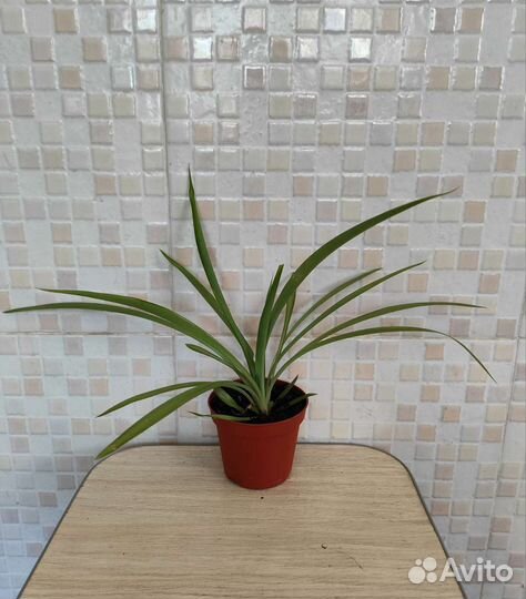 Хлорофитум