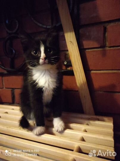Котик и кошечка