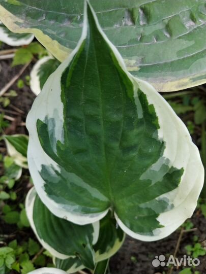 Хосты разные и много)