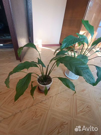 Спатифиллум