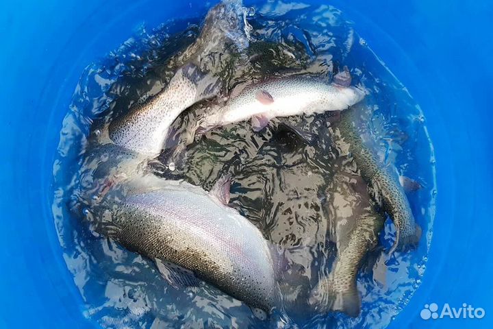 Форель свежая