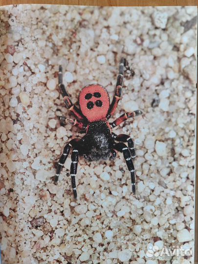 Энциклопедия 