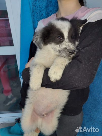 Джек Рассел терьер помесь