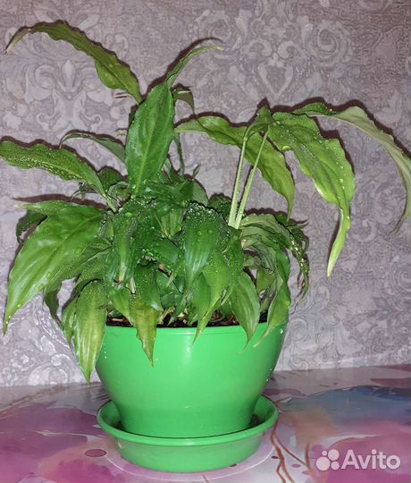 Спатифиллум