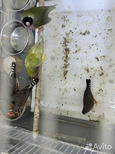 Амадины зебра