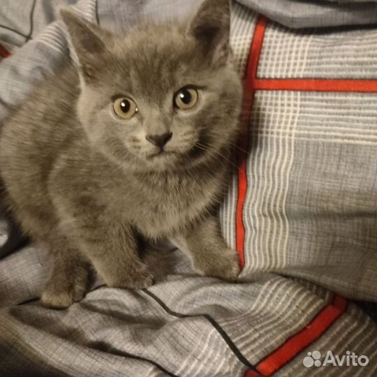 Котёнок девочка