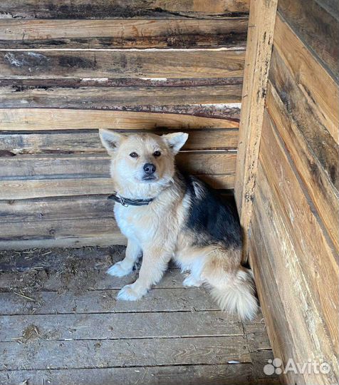 Маленькая собака звонок