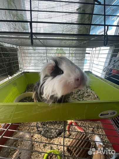 Морская свинка коронет