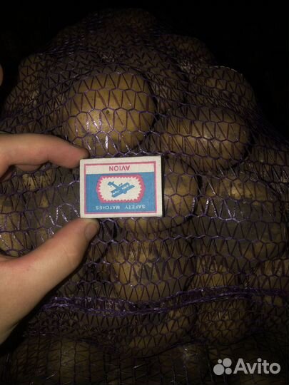 Картофель оптом