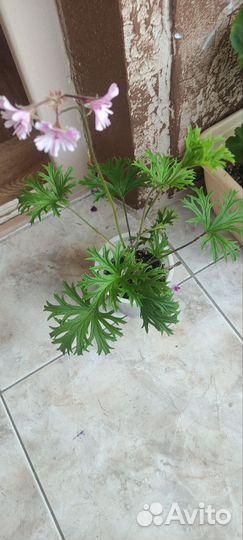 Пеларгония Caffrum