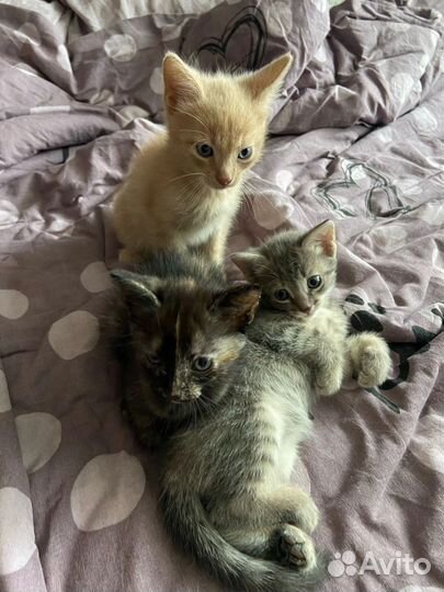 Котики в добрые ручки