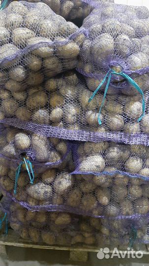 Продам картофель