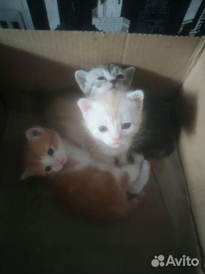 Кошки