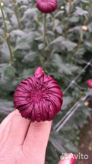 Хризантема, корни. Бигуди