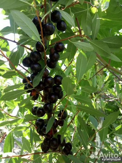 Саженцы вишни (Бессея)