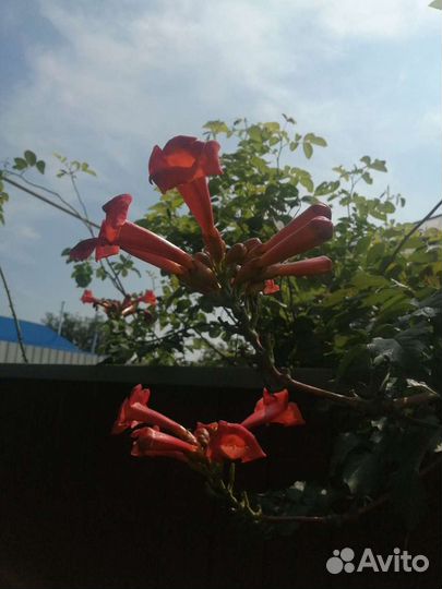 Кампсис, жимолость Каприфоль, плющ