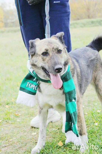 Собака ишет дом