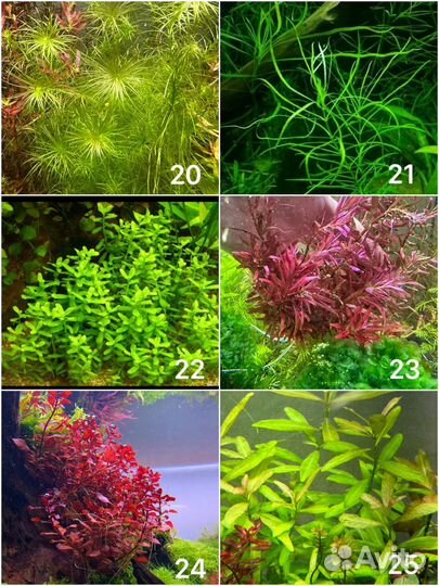 Аквариумные растения