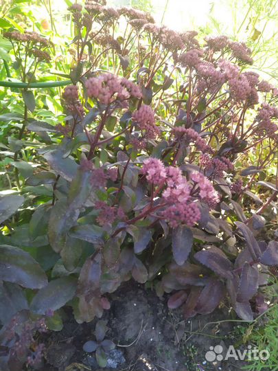 Очиток Тач даун