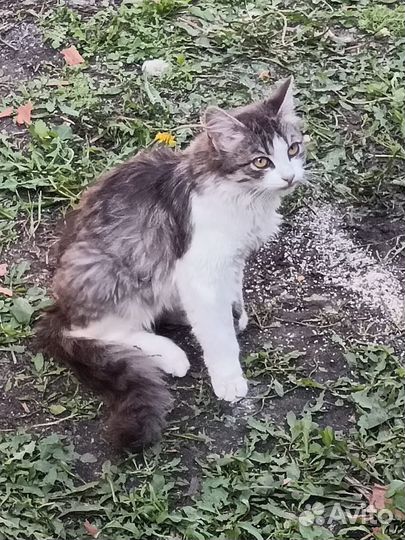 Кошечка в добрые руки