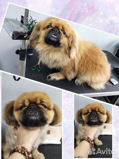 Грумер стрижка собак