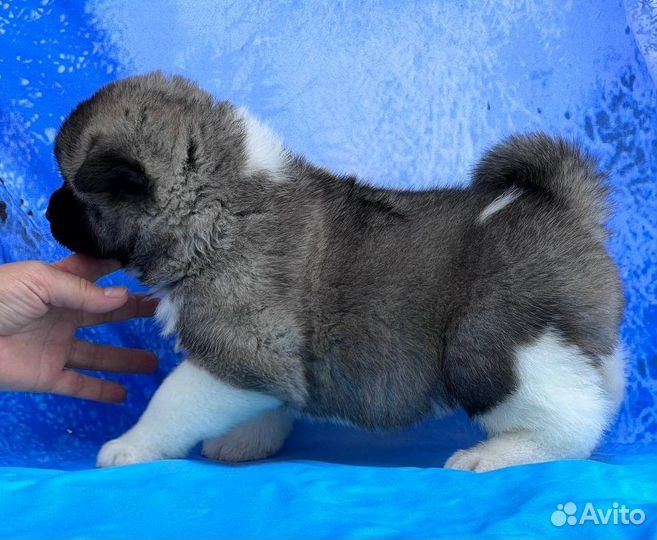 Щенки Американской Акиты