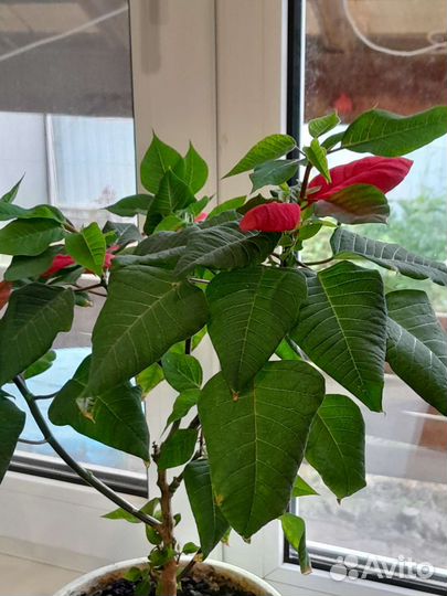 Комнатные цветы шефлера