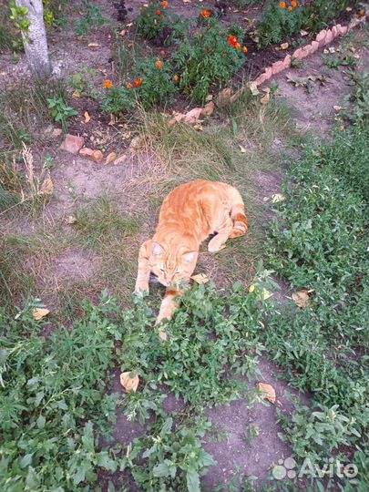 Отдам в добрые руки кота и кошку