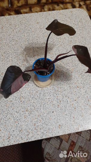 Филодендрон принцесса розовая