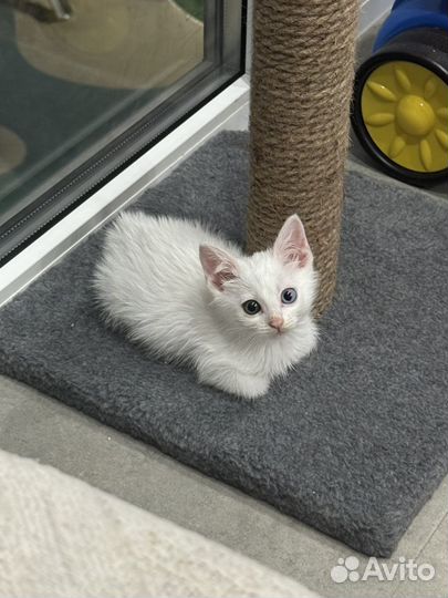 Котенок као мани