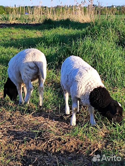 Овцы бараны ягнята