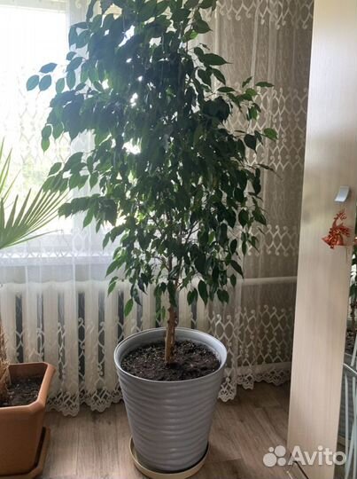 Фикус бенджамина большой