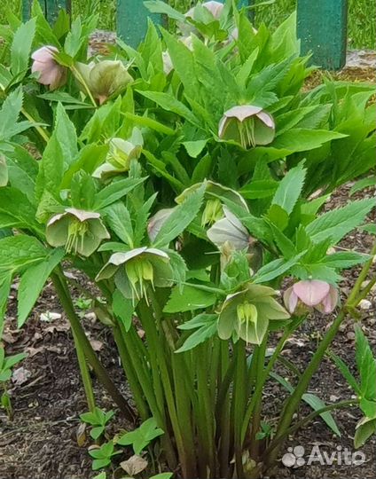 Морозник и другие многолетние растения