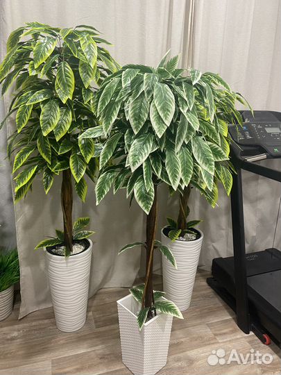 Манго, дерево декоративное