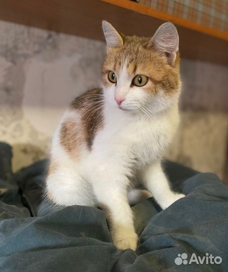 Кошка