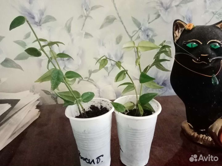 Хойя Белла прекрасная